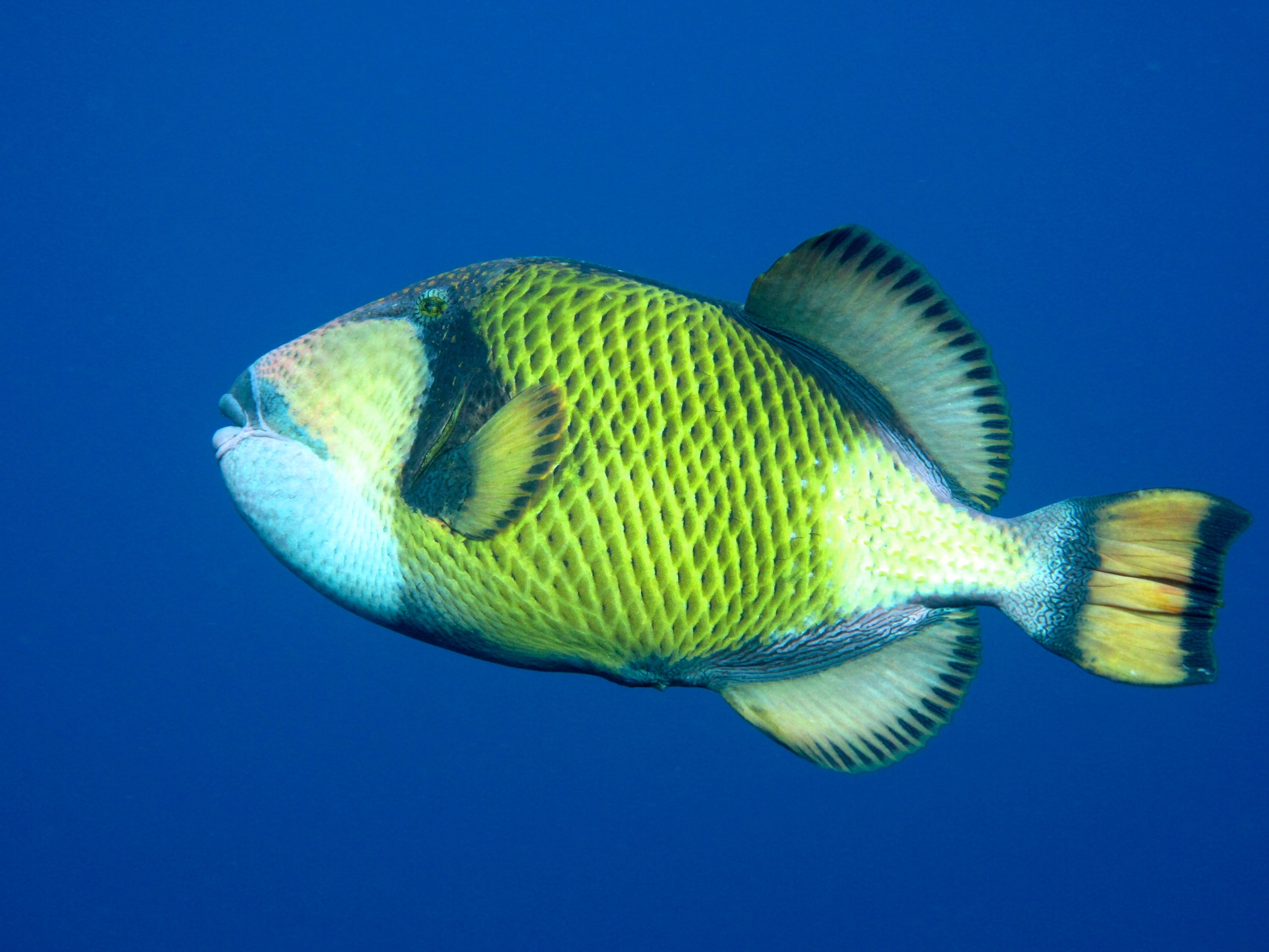 Yellow triggerfish.jpg