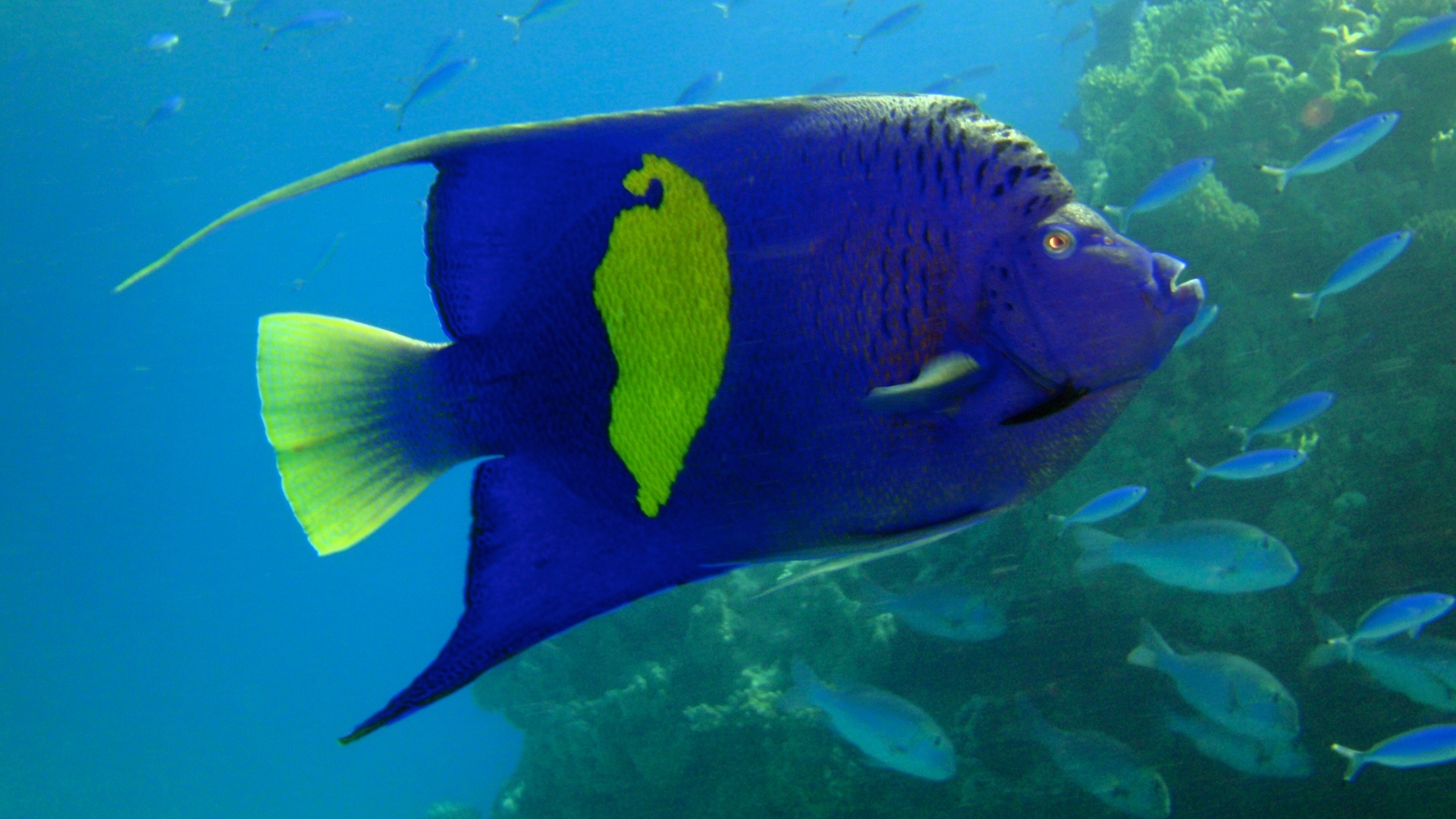 Arabian angelfish 1.jpg