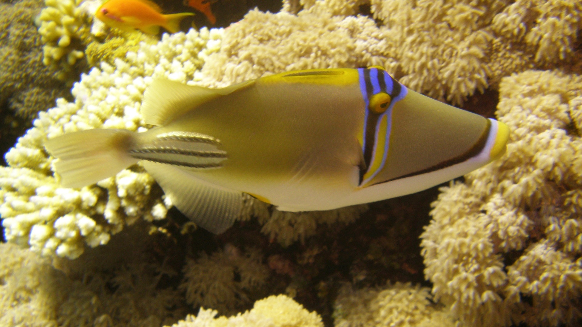 Picassofish 1.jpg