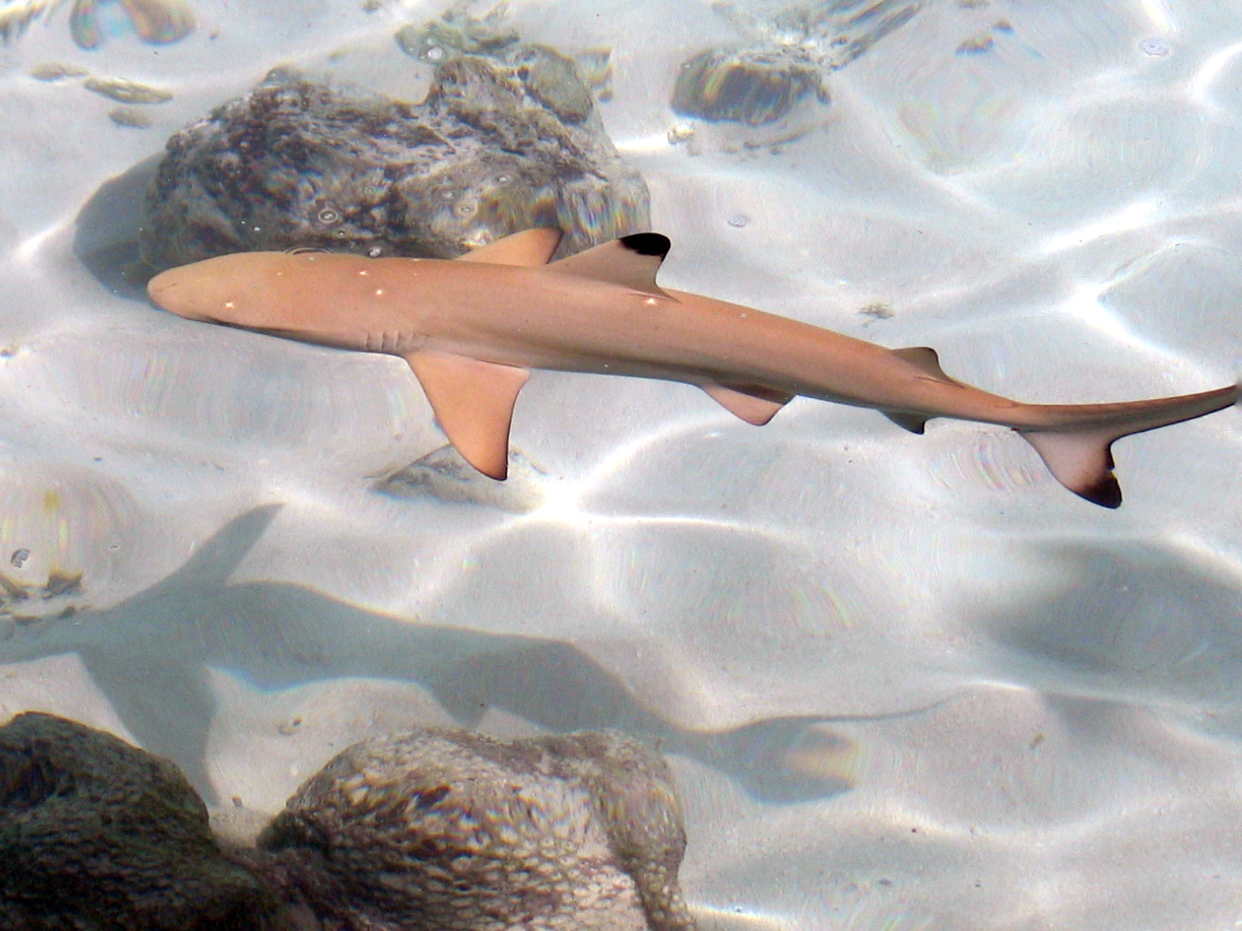 Blacktip reef shark 9.jpg