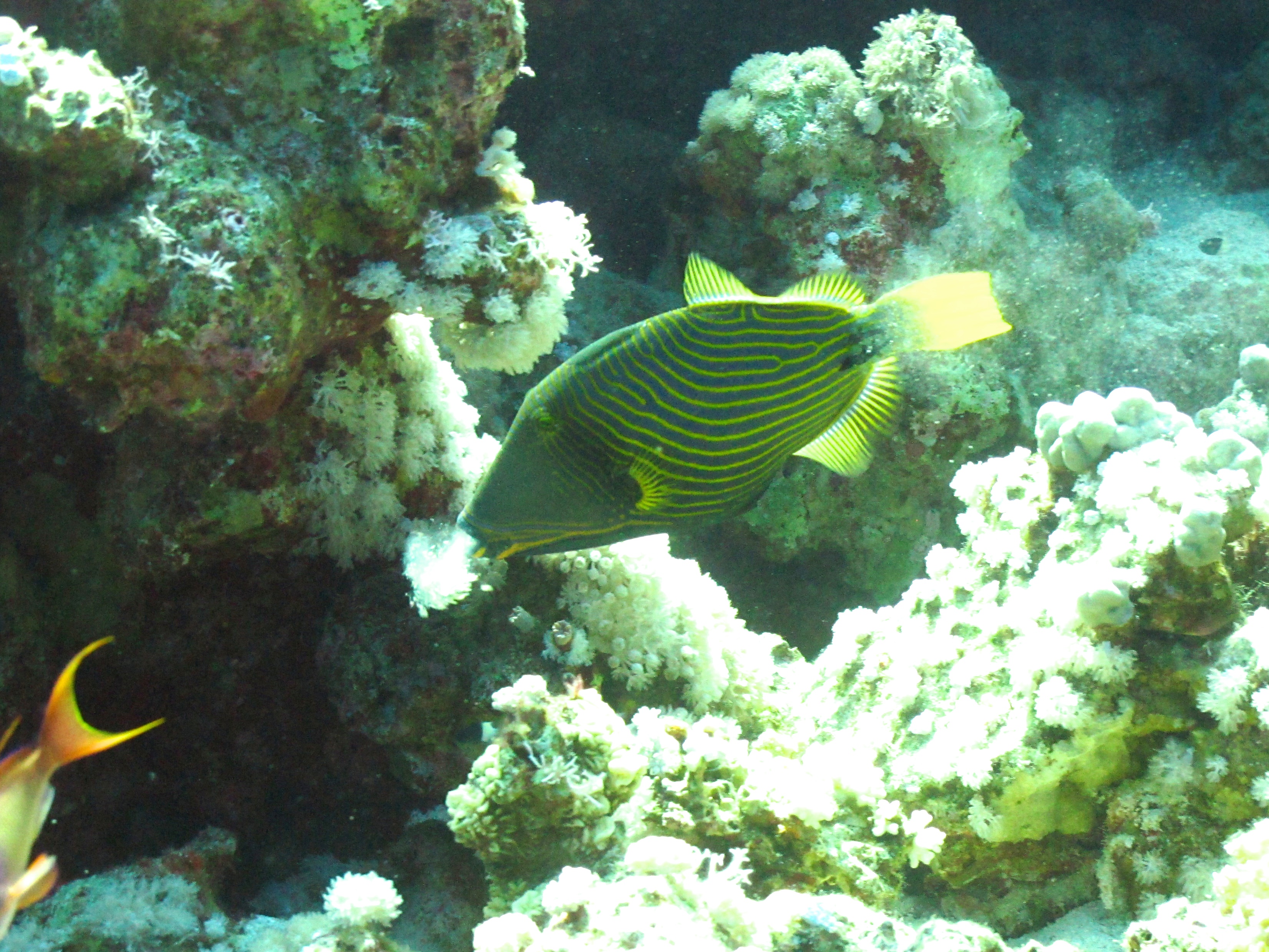 Triggerfish orange-striped.jpg