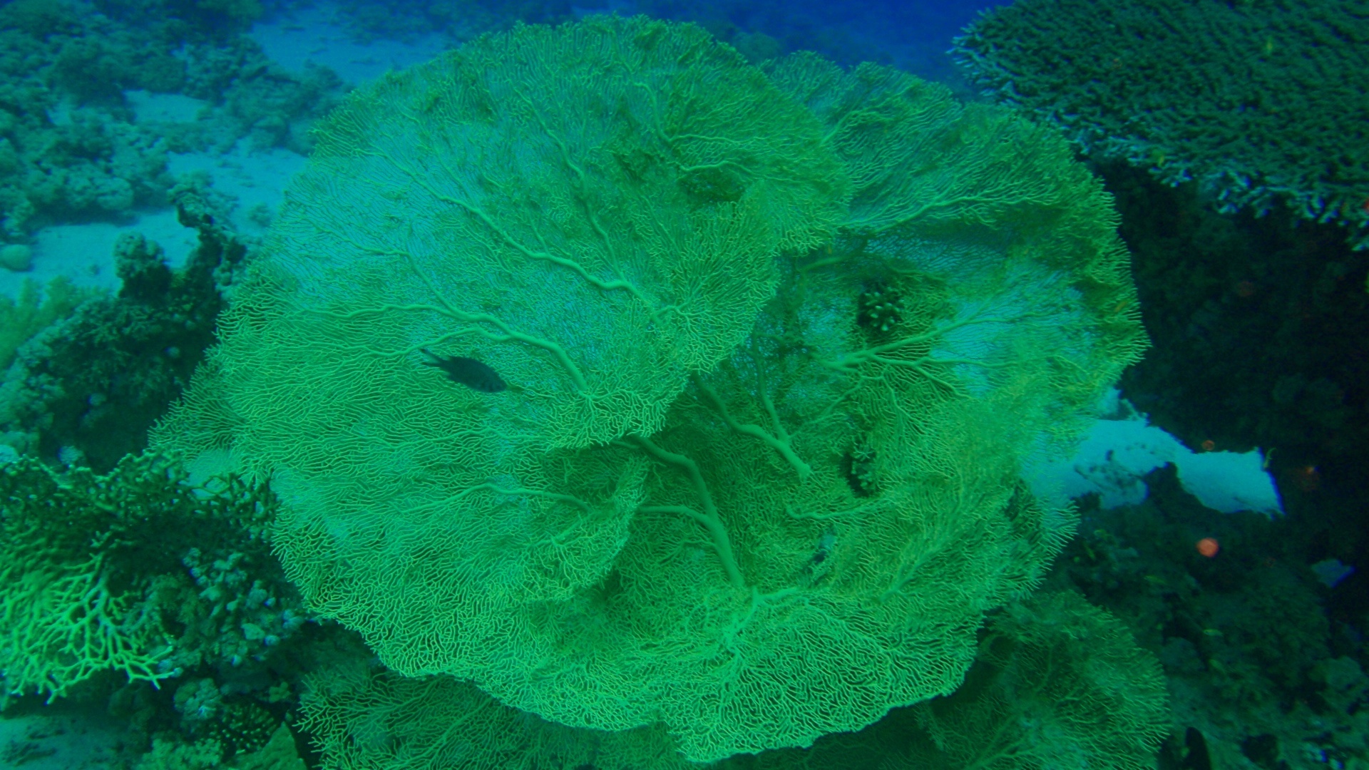 Gorgonian fan coral 1.jpg