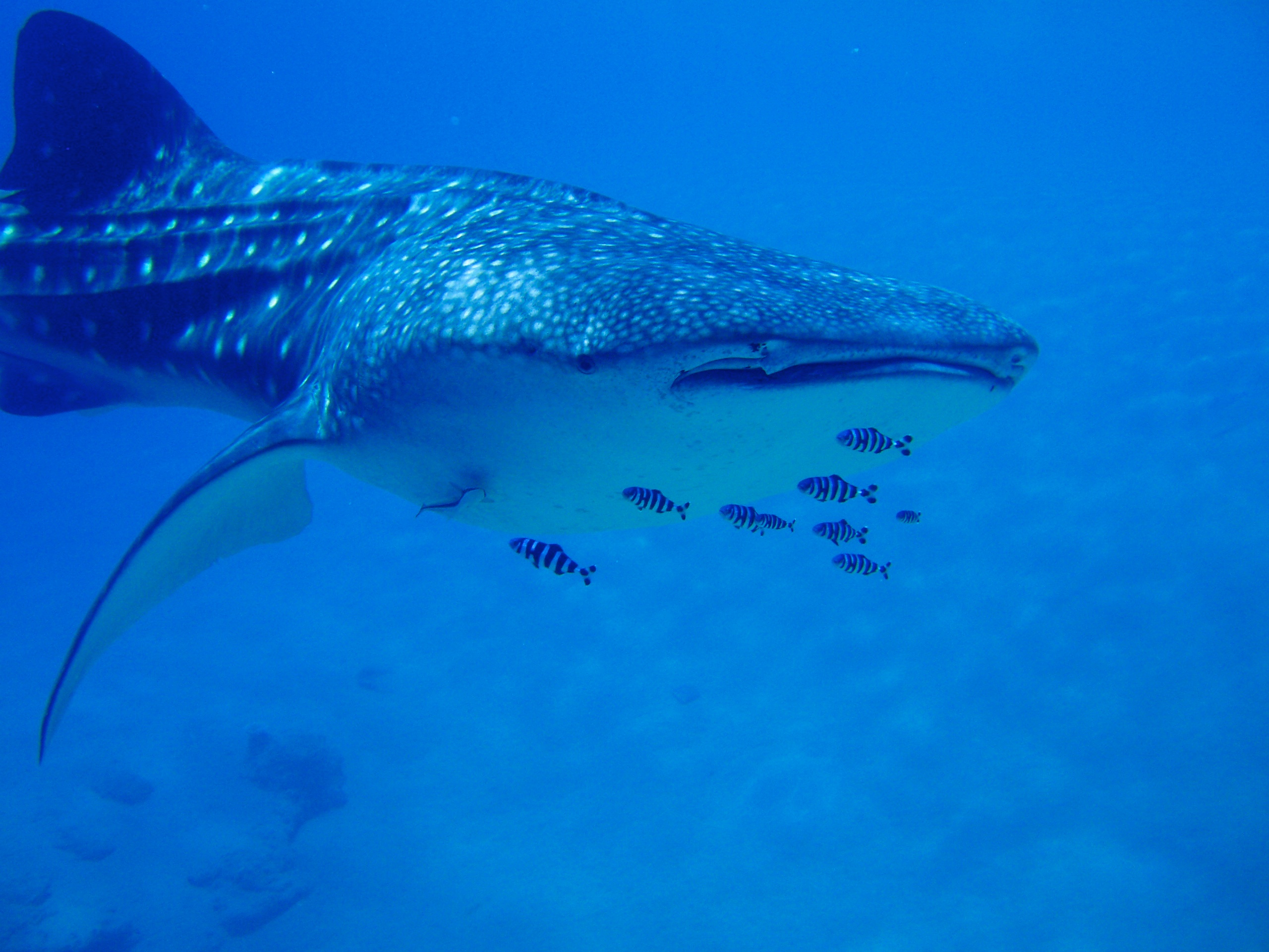 Whale shark 1.jpg