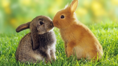 cute-bunnies-500x281.jpg