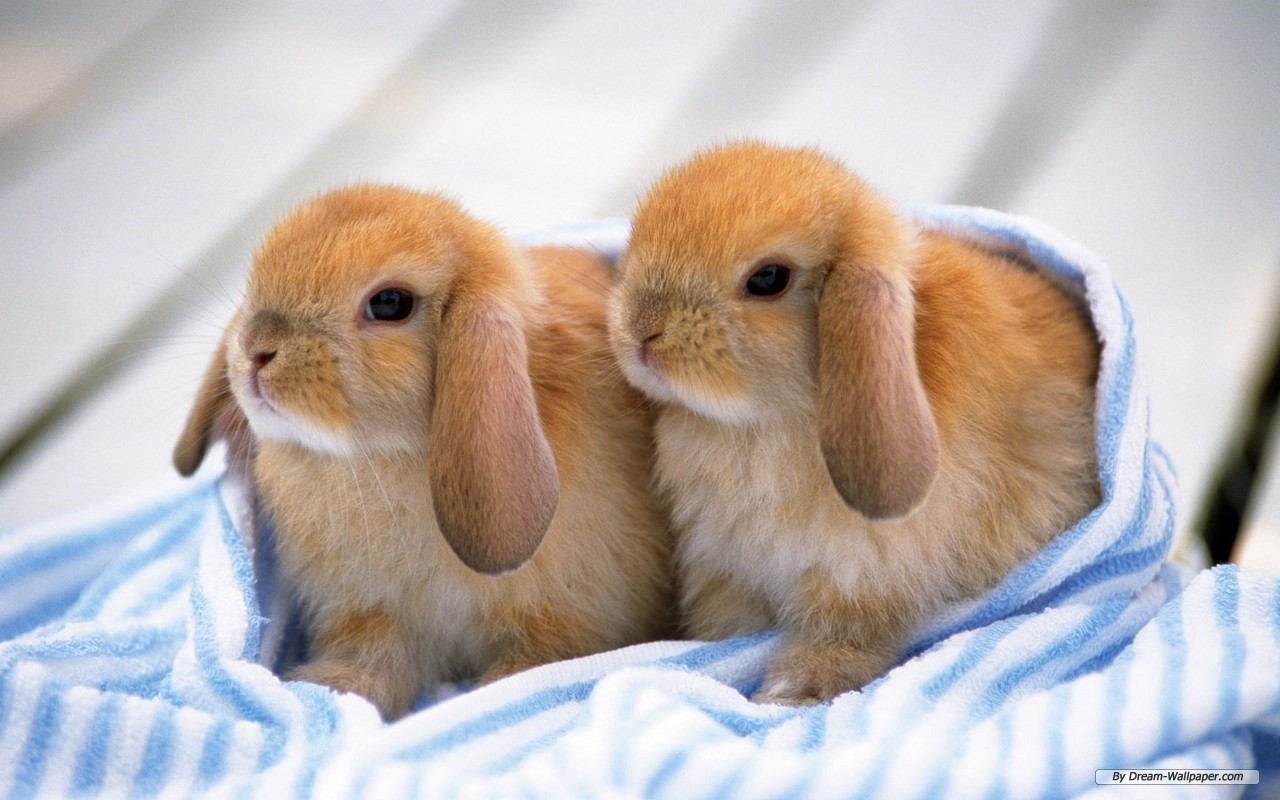 Bunnies-bunny-rabbits-16437997-1