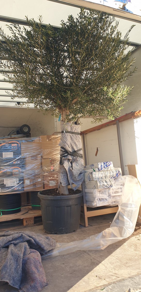 OLIVE TREE FOR MAIDSTONE..jpg
