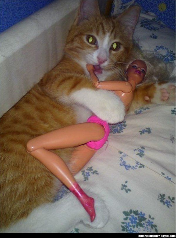 funny-cat-barbie.jpg
