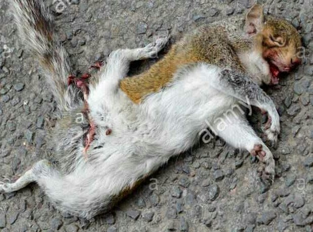 dead-grey-squirrel-on-the-road-r