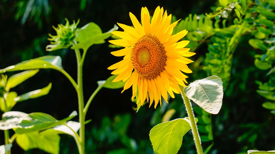 sunflower-290496_960_720.jpg