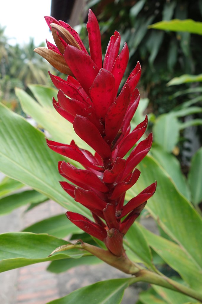 Цветок Лаоса