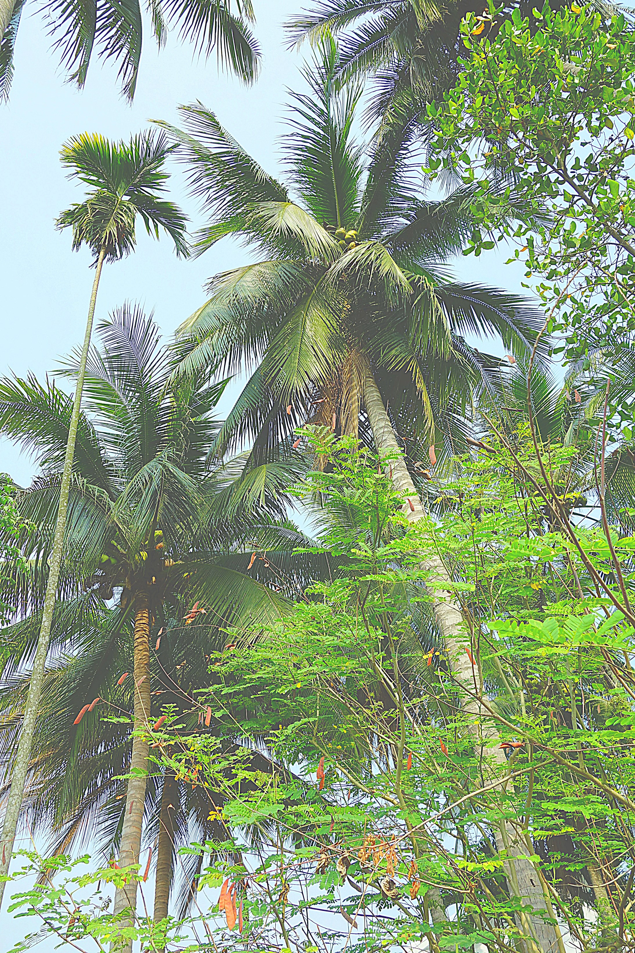 Кокосовые пальмы на берегу реки