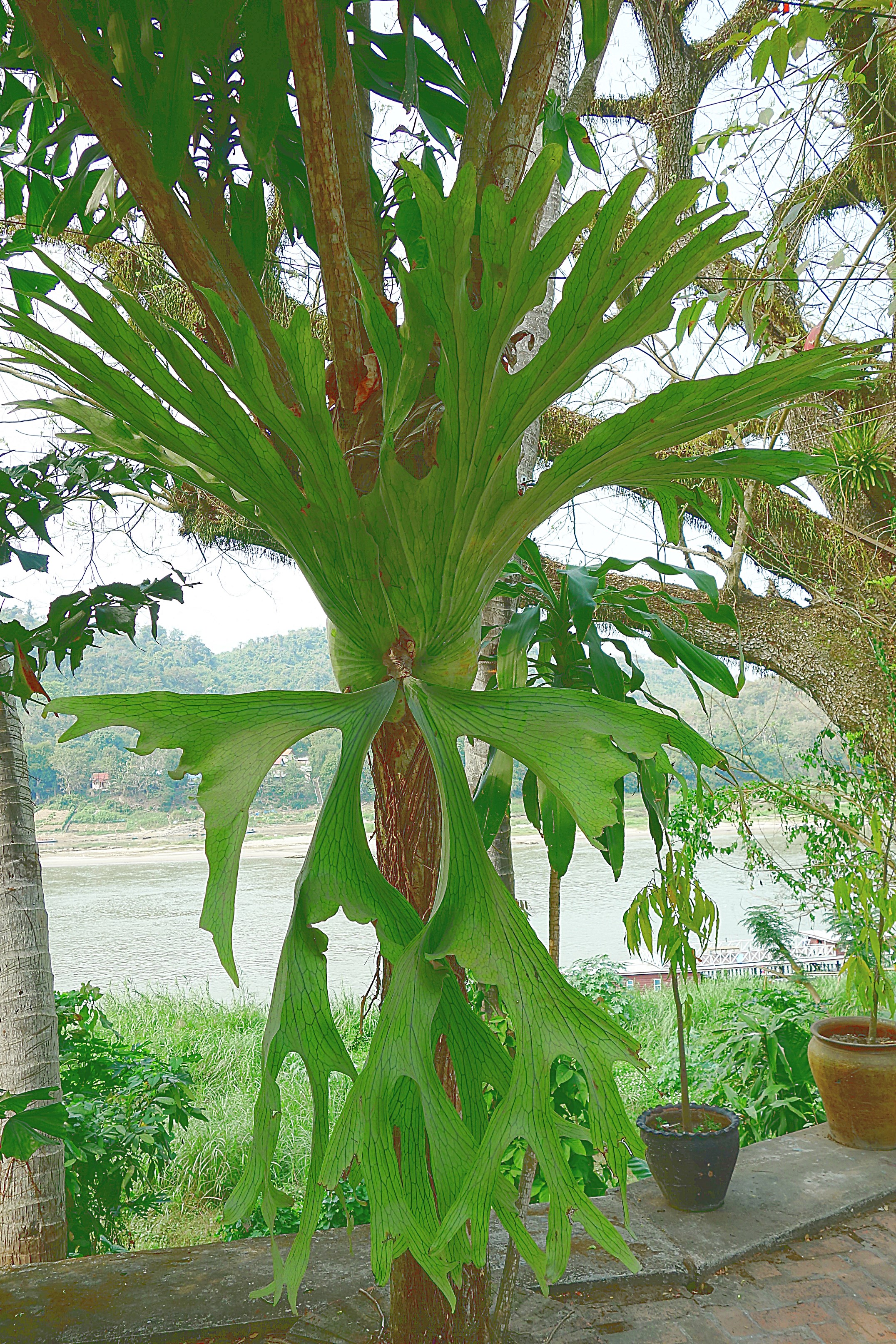 Паразитическое растение на стволе дерева