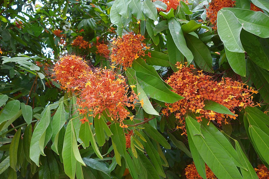 Соцветия бирманского дерева
