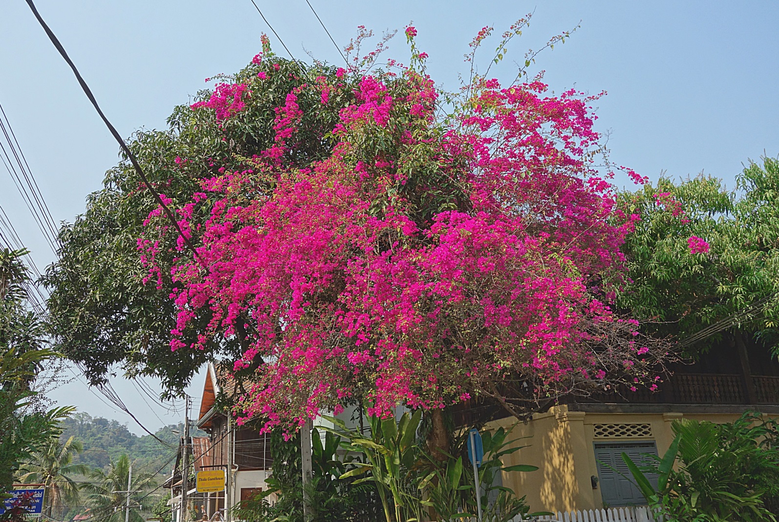 Дерево на улице Луанга