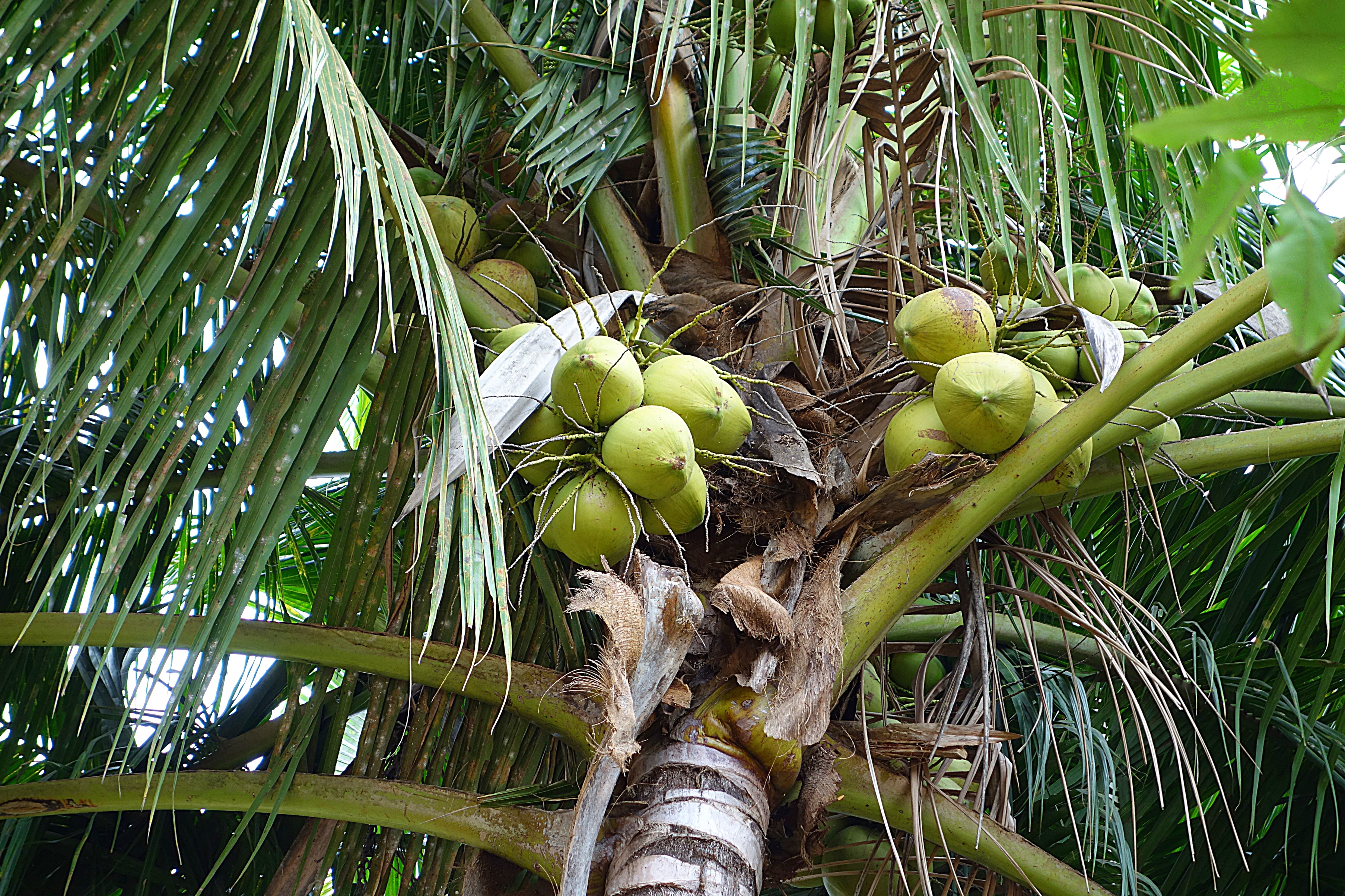 Кокосовая пальма с орехами