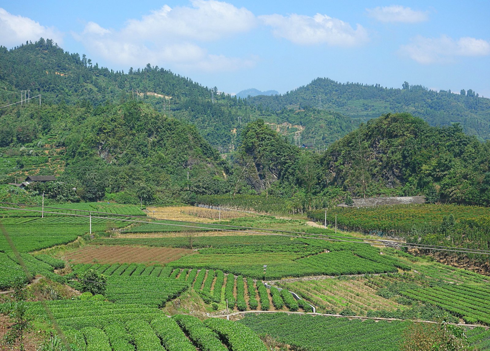 Чайная плантация по дороге в г. Фэнхуан