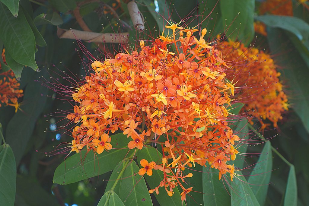 Соцветие бирманского дерева
