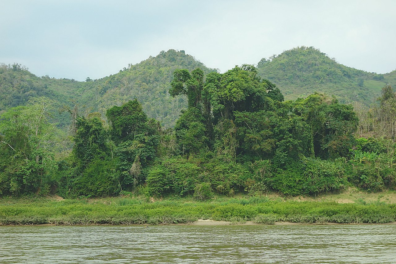 Джунгли на берегах Меконга