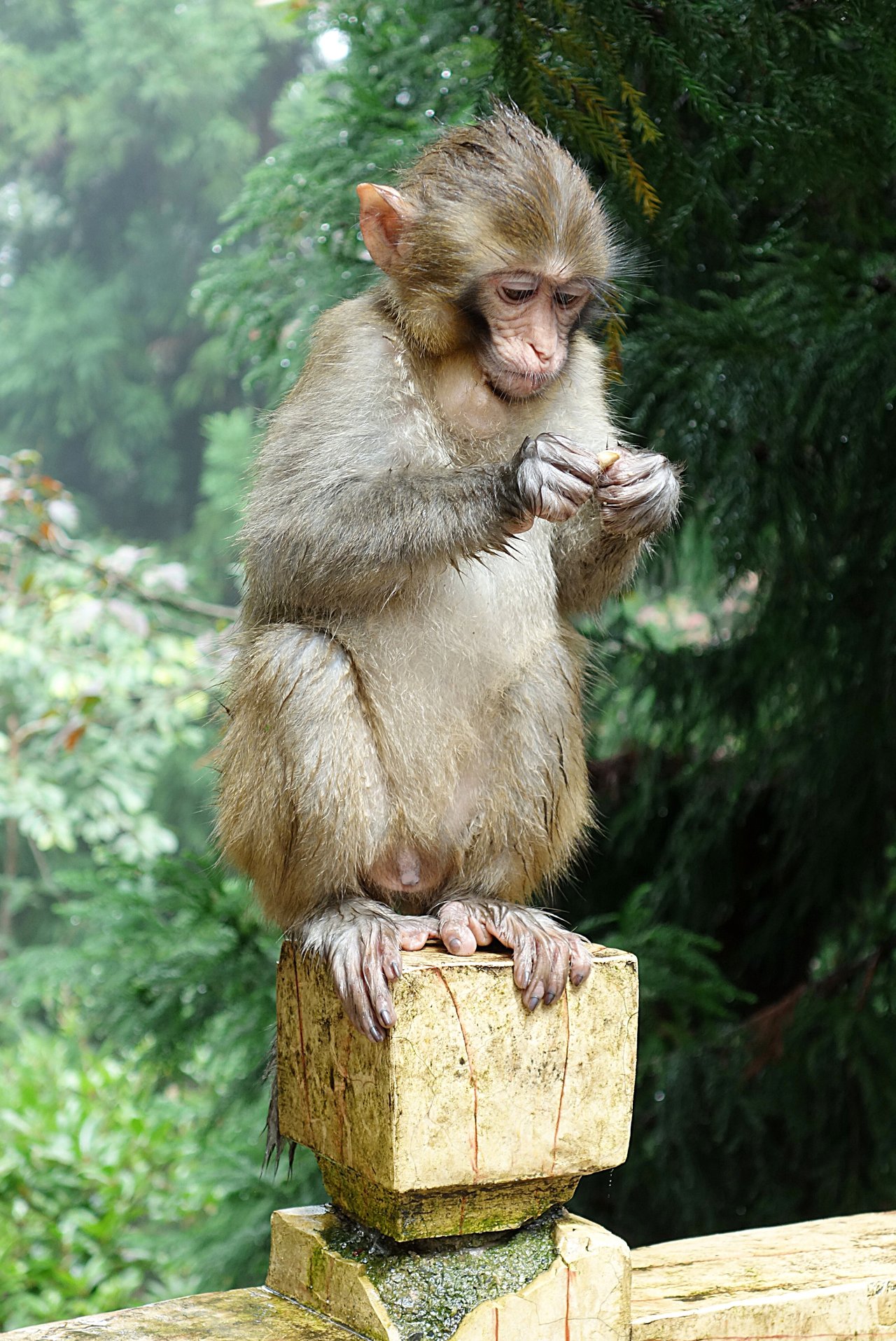 Молодая обезьянка-макака