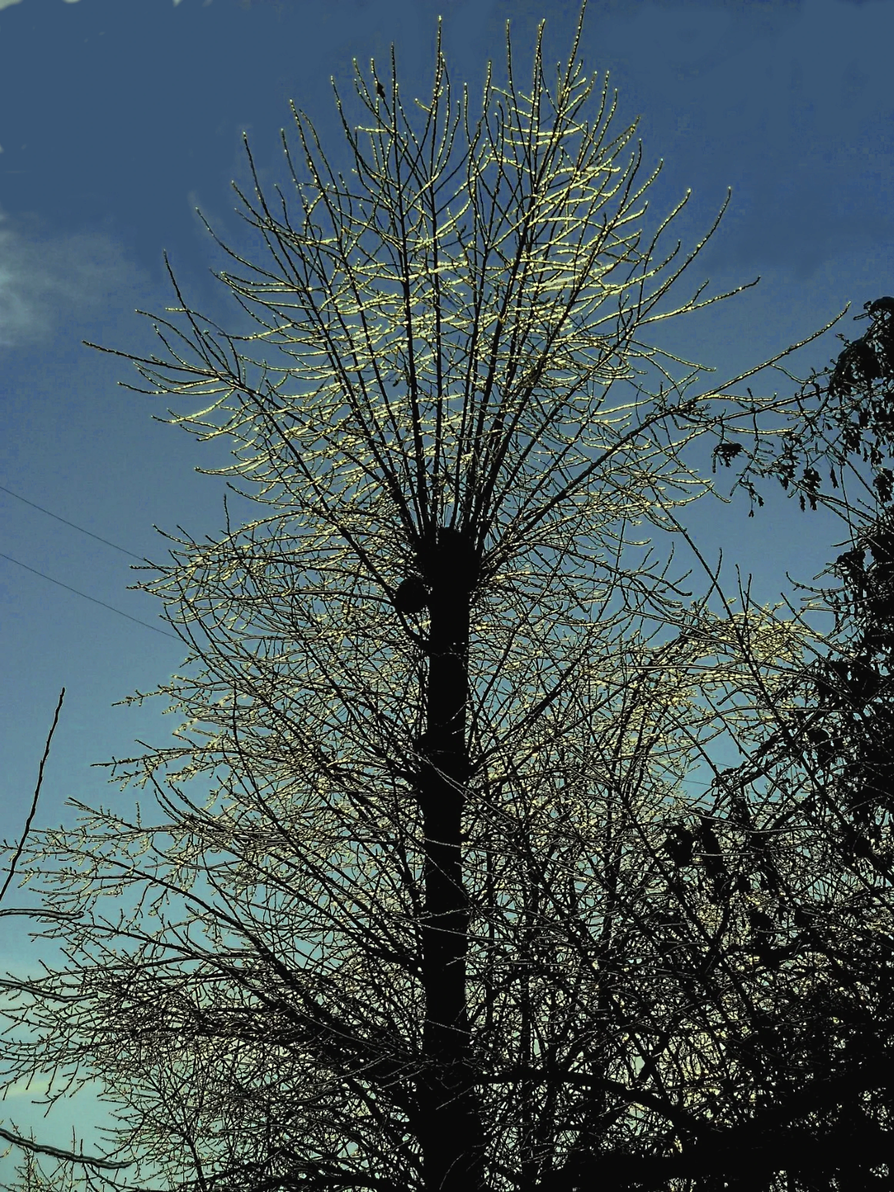 Обледеневшее дерево на закате