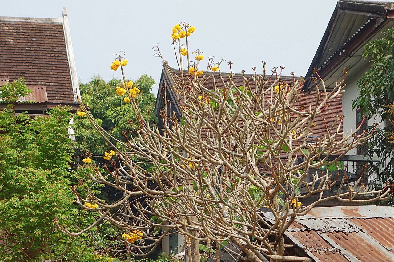 Рожковое дерево в Луанг Прабанге