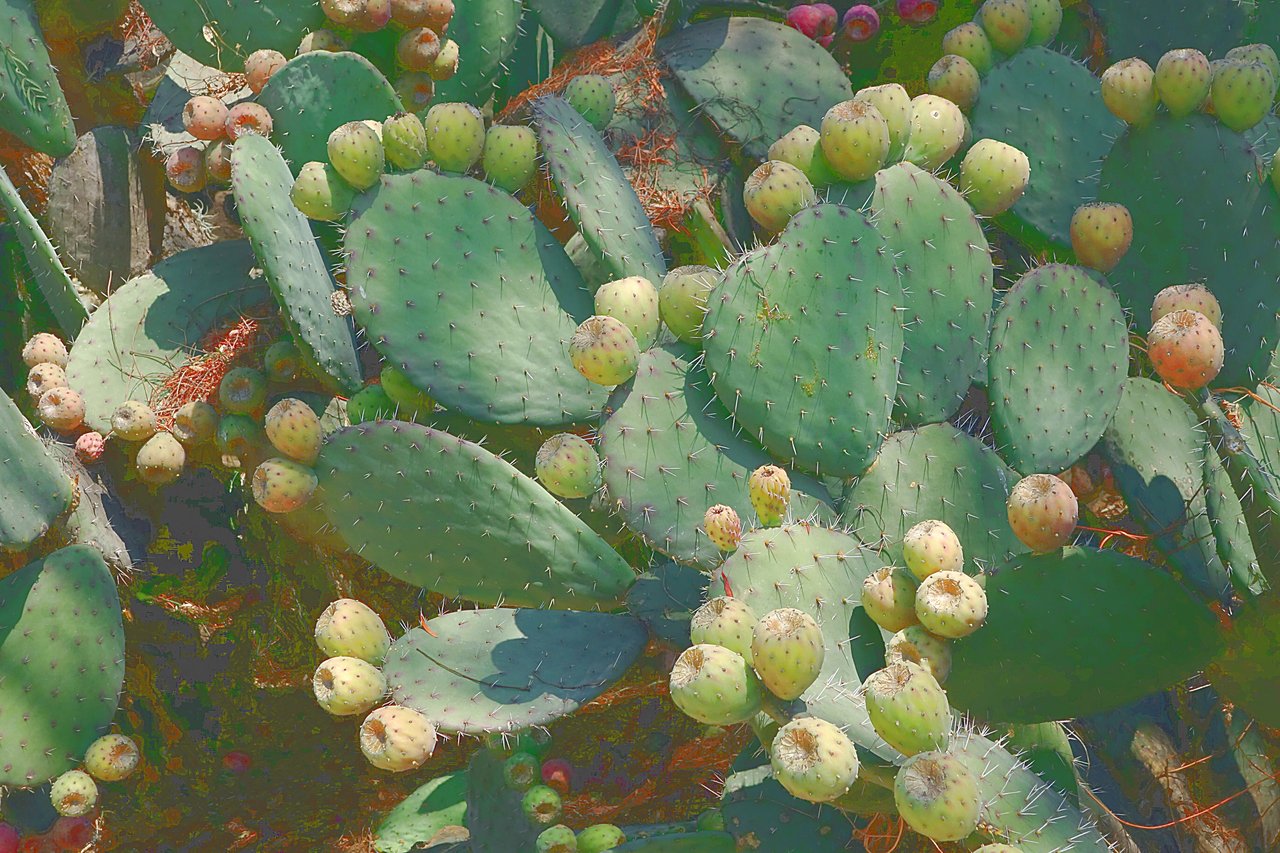 Созревающие плоды кактусов
