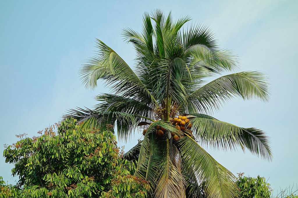 Флора Лаоса - кокосовая пальма