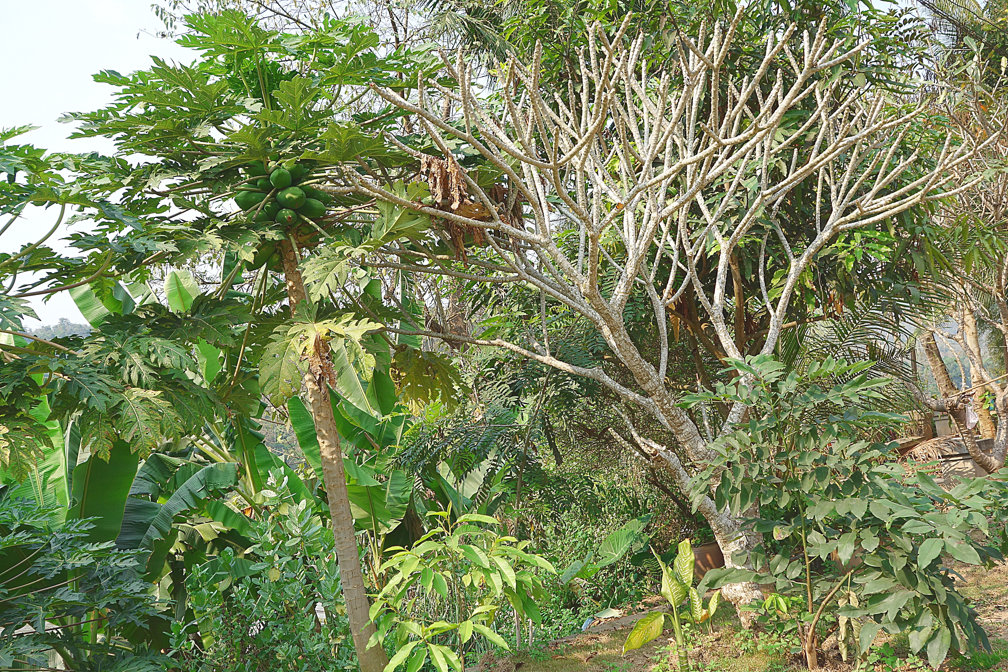 Дерево папайи и рожковое на берегу