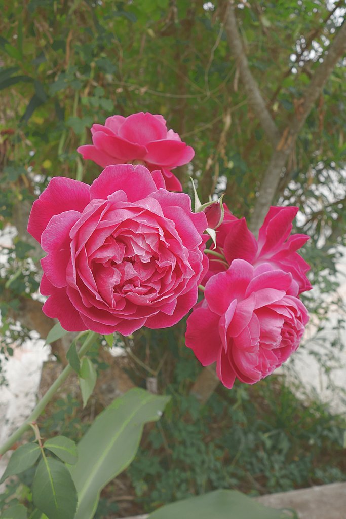 Лаосские розы