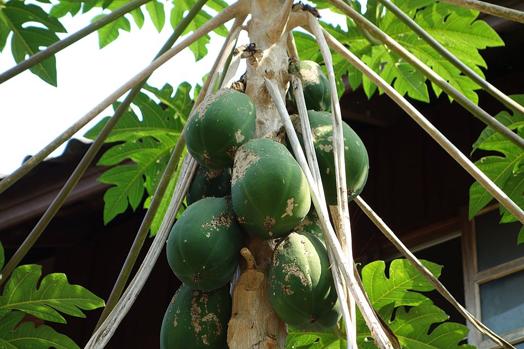 Дерево папайи с плодами