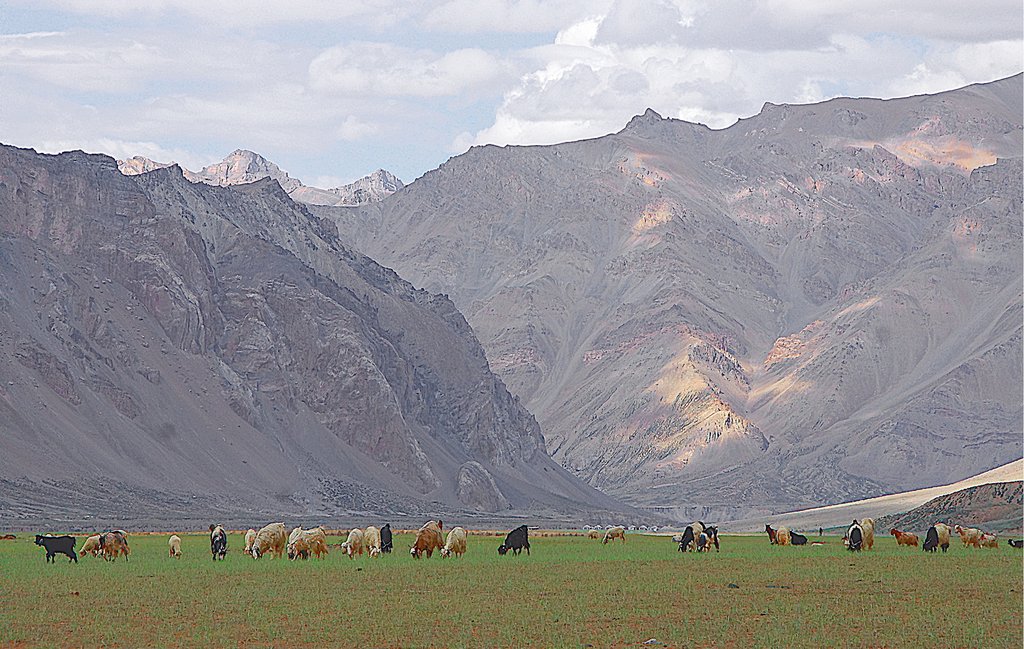 Отара овец в долине Сарчу