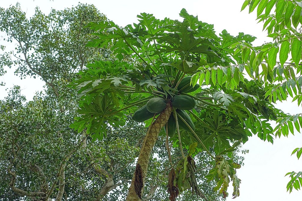 Дерево папайи возле деревни