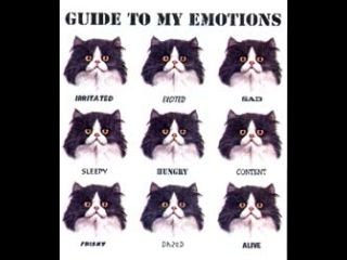 cat_emotions.bmp