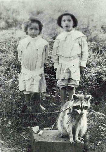 funny-vintage-raccoon-kids.jpg