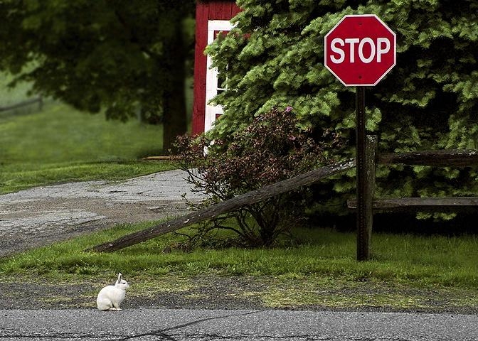 funny-bunny at stop sign.jpg