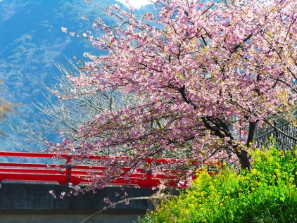sakura-wallpaper-flower-wallpape
