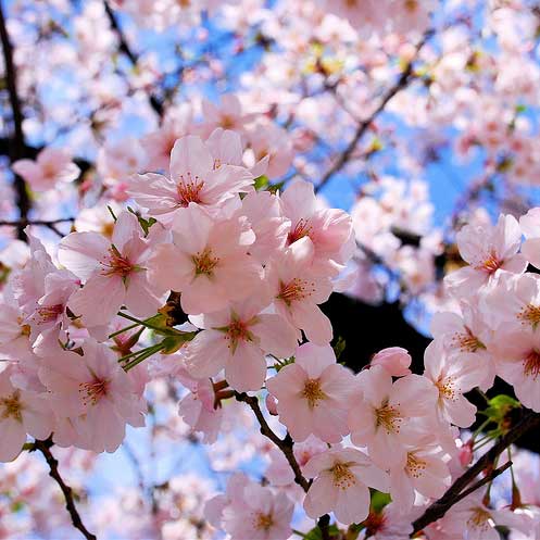 bunga-sakura.jpg