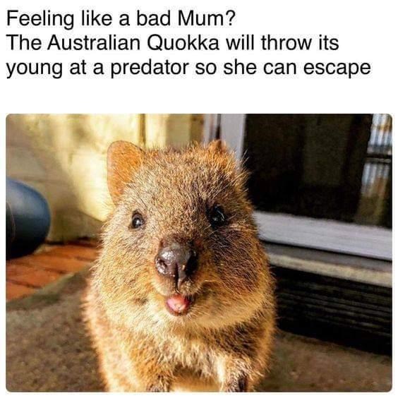 animal-feeling-like-bad-mum-aust