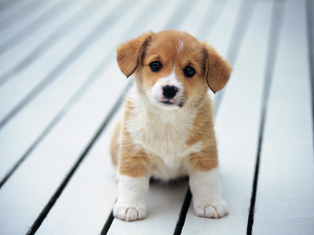 Cute-puppy-SAVED-YAY-adorable-an