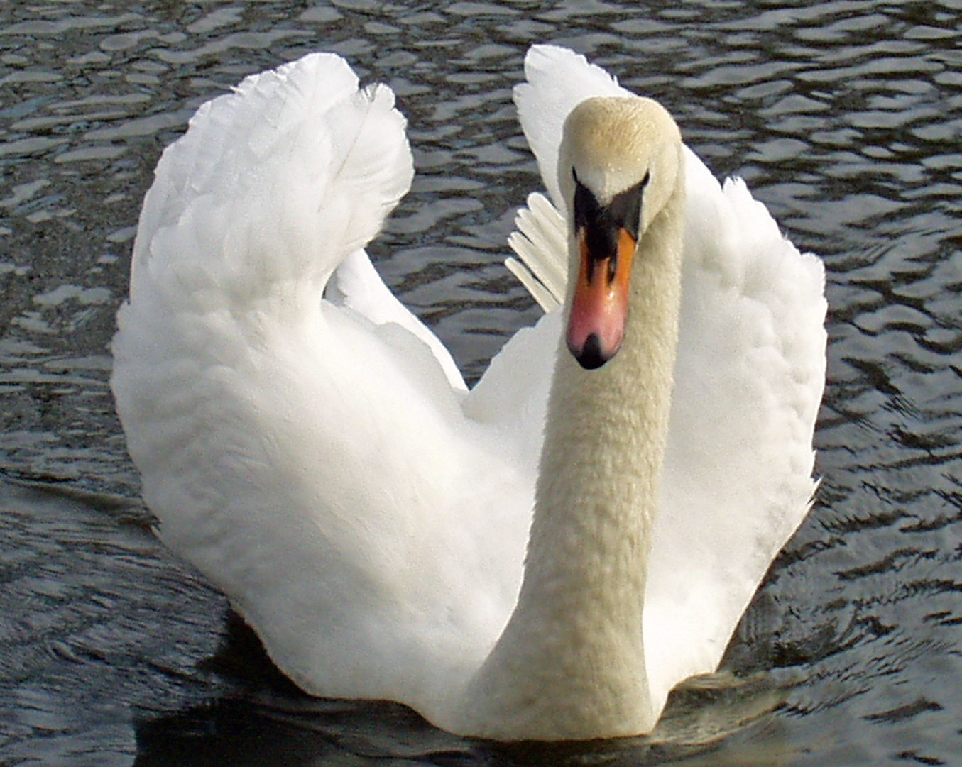 Sherdley Park swan.JPG