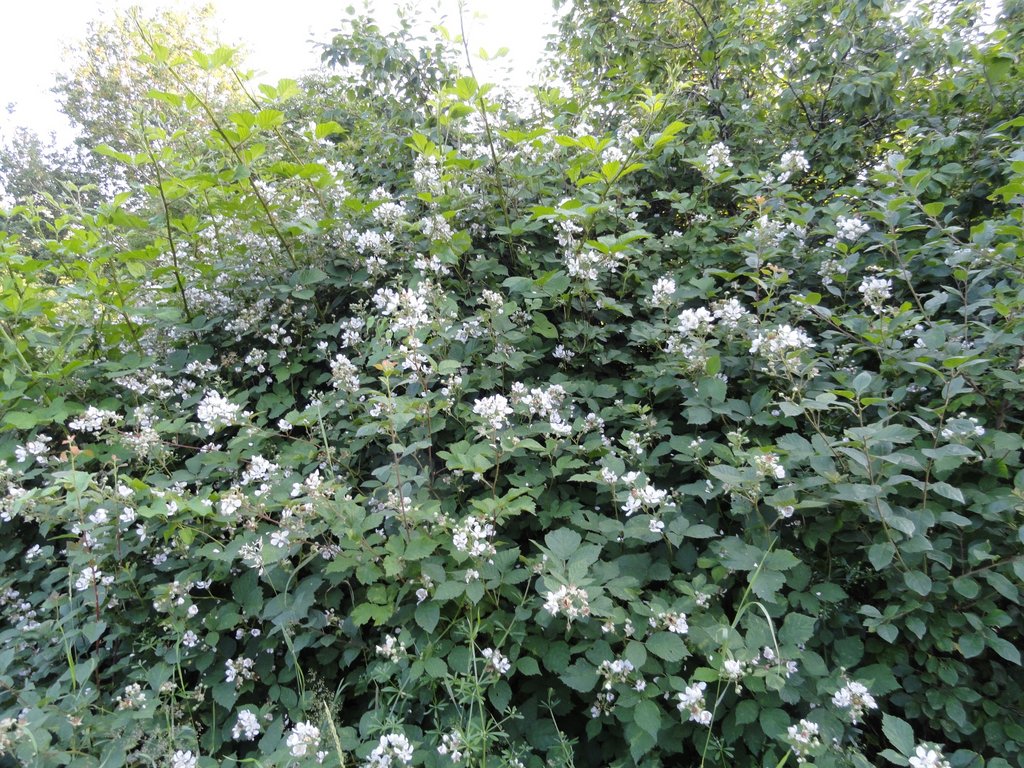 flowering blackberry bush.jpg