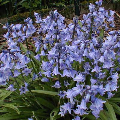 Blooming Scilla at local forest.