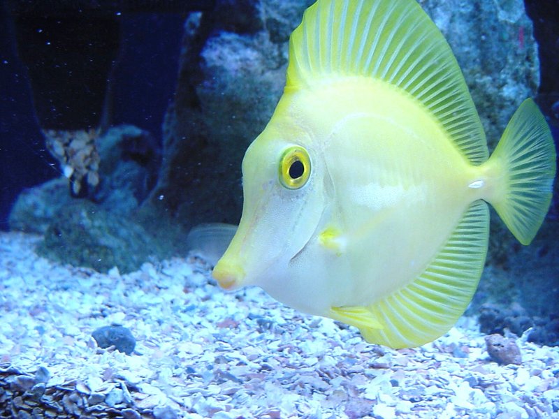 yellow fish.jpg