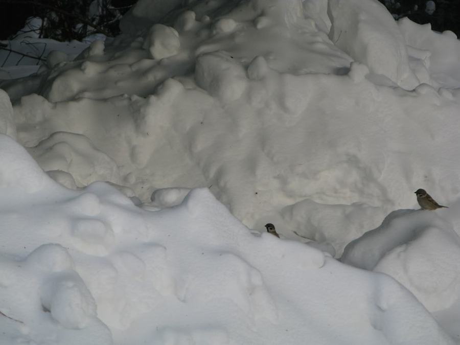 Копия IMG_7710-полевые воробьи в горах снега-11.16.jpg