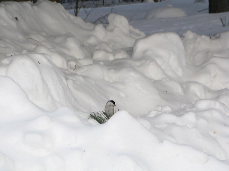 пухляк в горах снега.png