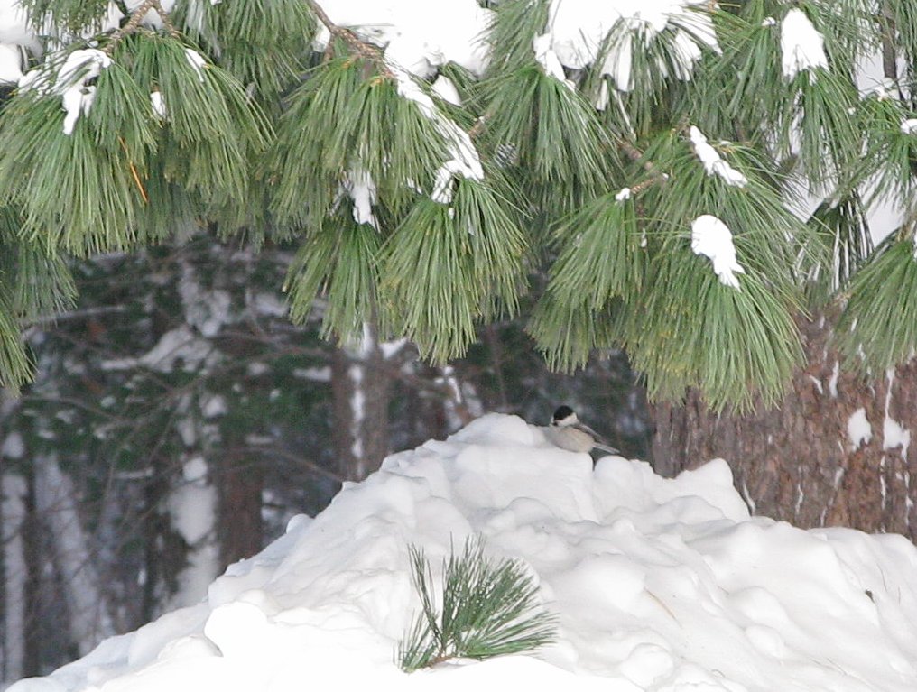 пухляк на горе снега под кедром.png