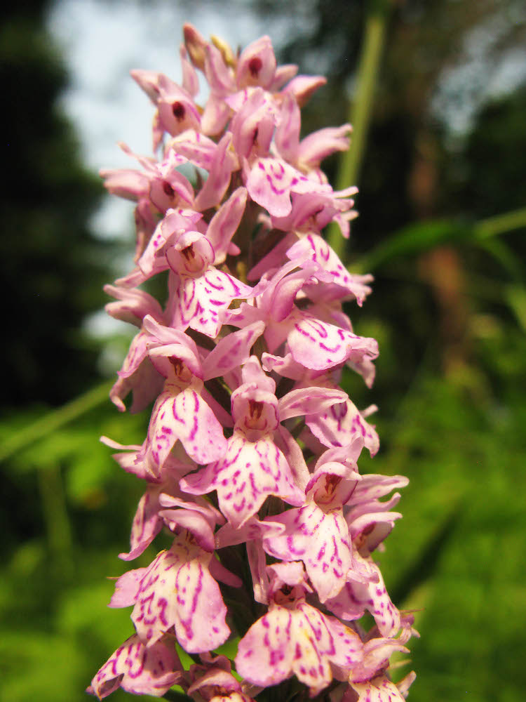 IMG_5726-северная орхидея-пальчатокоренник-15.27-.jpg