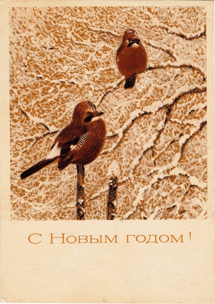 сойки-открытка новогодняя.jpg