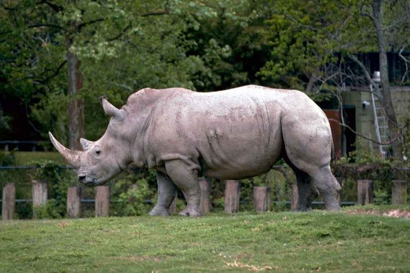 White Rhinos.jpg