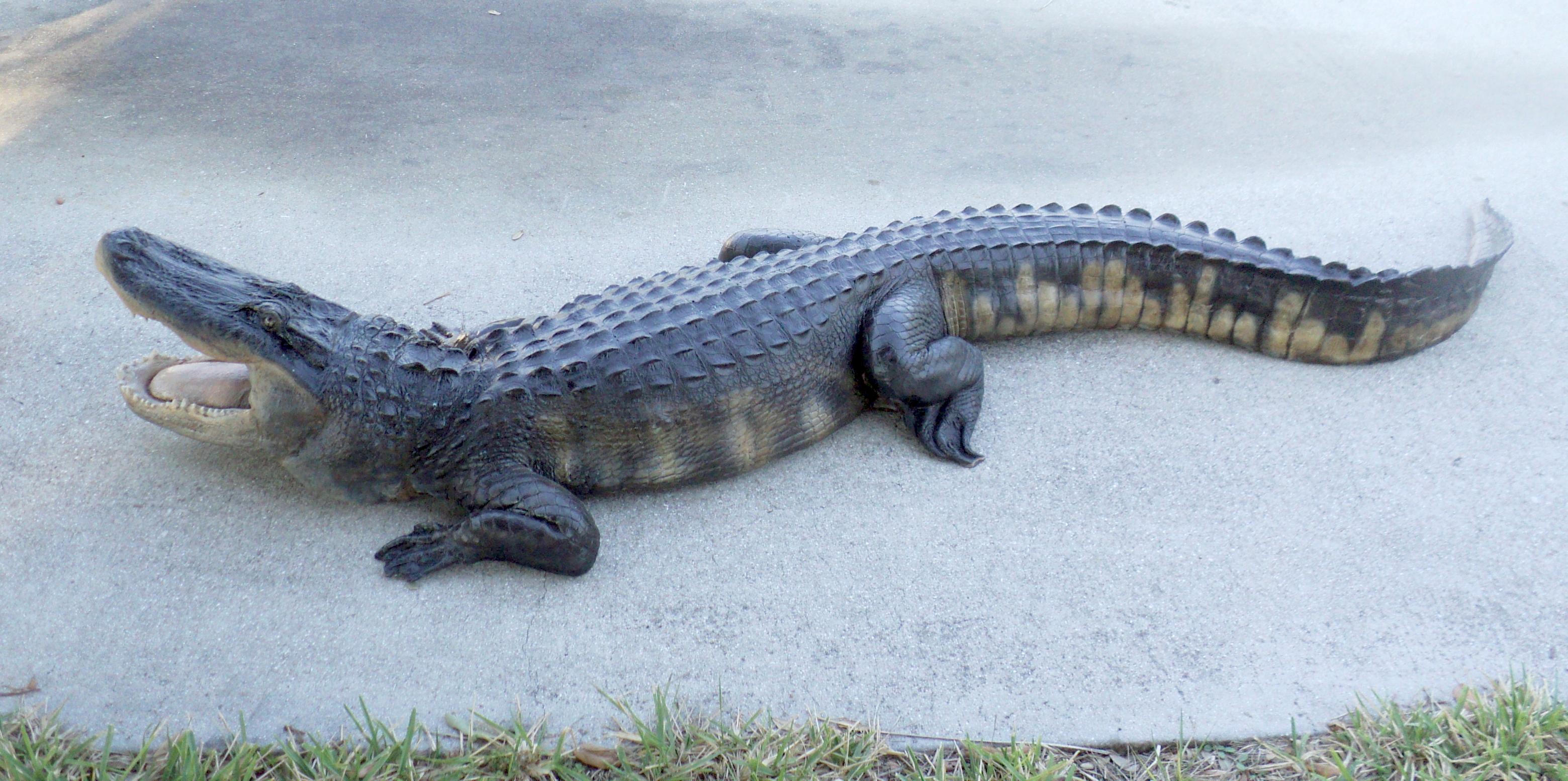 Alligator 10.jpg
